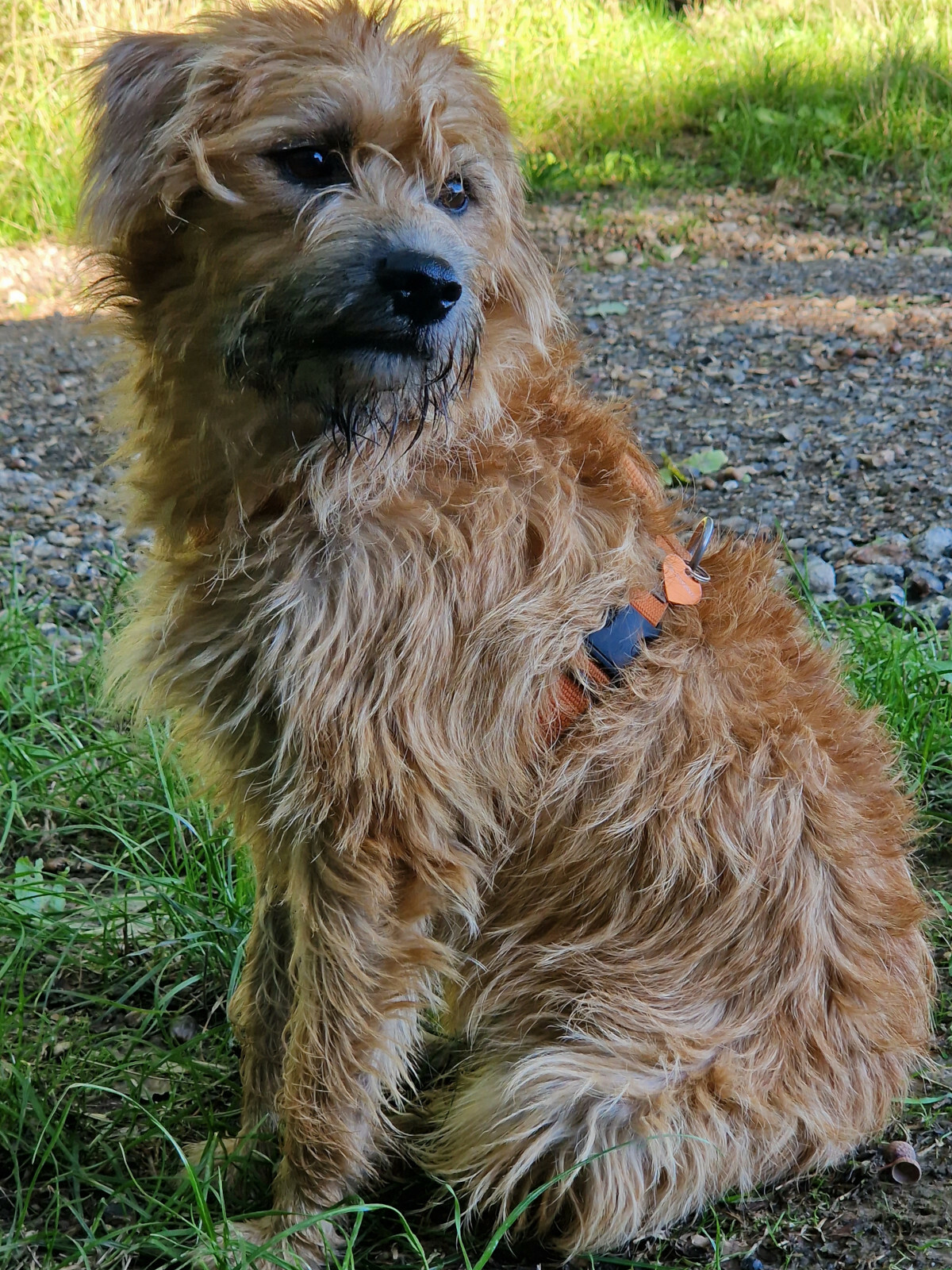 Saga, 18 maanden oud