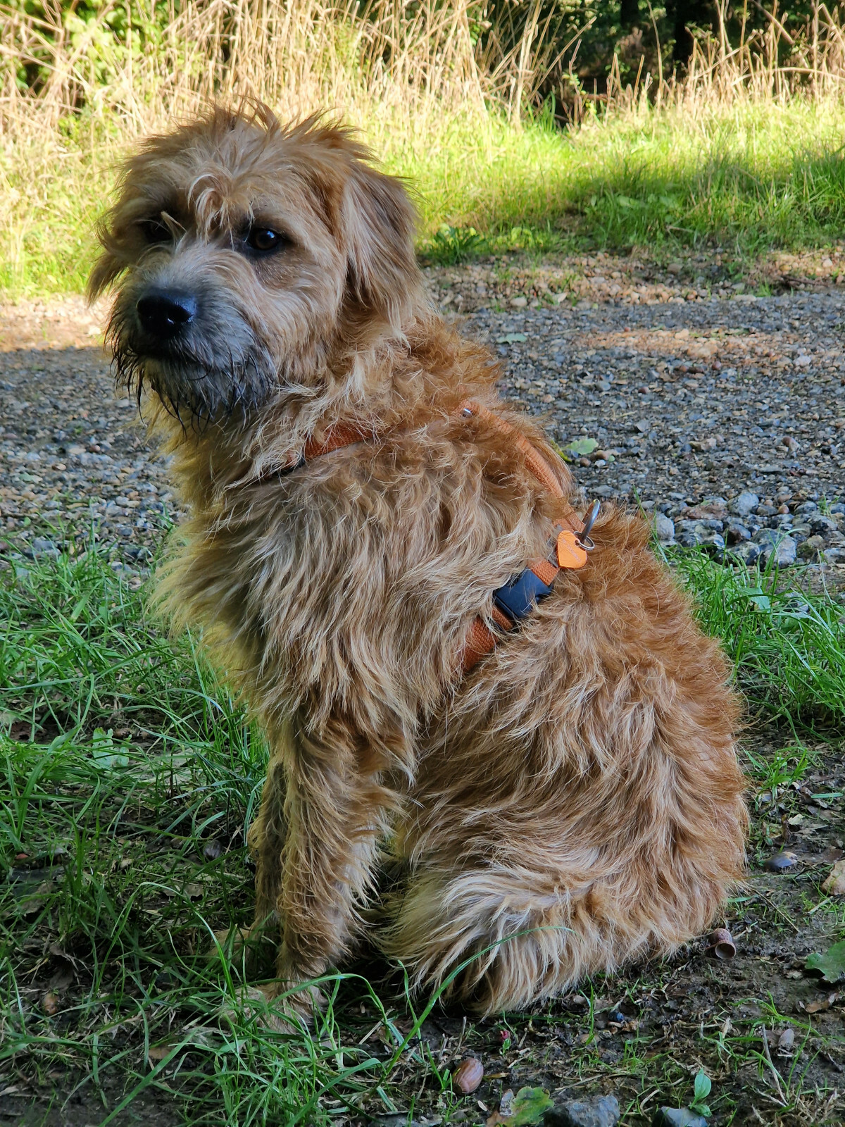 Saga, 18 maanden oud